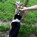 Ziegen und Futter - kann's was besseres geben?