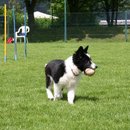 Ein Baseball paßt auch ins Welpenmäulchen