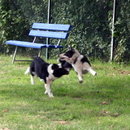 Flughundstunde
