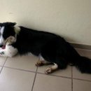 Kelly ist müde vom vielen Toben