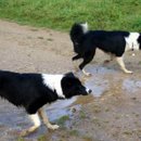 Chelsea (vorne) und Kelly