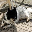 Elo in der Sonne