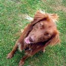 Superhund