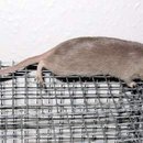 Die Rennmaus auf dem heißen Gitterdach