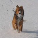 Selbst im Schnee versunkene Bällchen werden gefunden