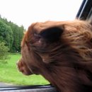 Born to be wild