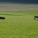 Hund mit Schafen (immer noch CH Hütemeisterschaft)