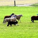 Frau, Hund, Schafe und überbelichtetes Gras