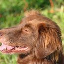 Wunderhübscher Jagdhund beobachtet hütende Bordercollies