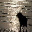 De Panne, Juni 2006