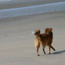 Entspanntes Flanieren am Strand