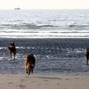 Jagdfieber