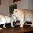 Kleiner frecher Fuchs vs. große coole Katze