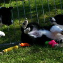 Actionpuppies
