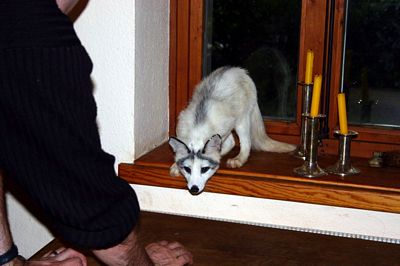 Polarfuchs