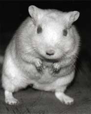 Hoppla