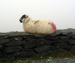 Und noch ein Schaf...
