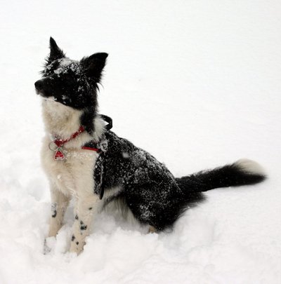 Cloud im Schnee
