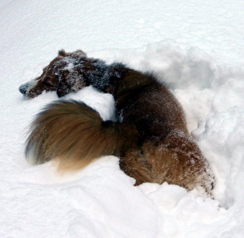 Schneeengel