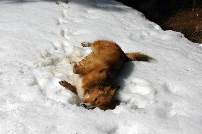 Pearl im Schnee
