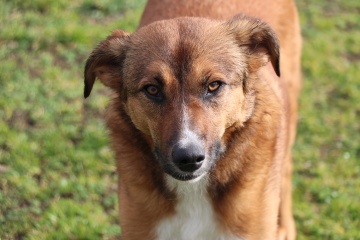 Panina