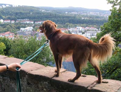 Laska auf der Burgmauer