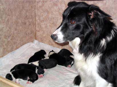 Ronja mit Welpen